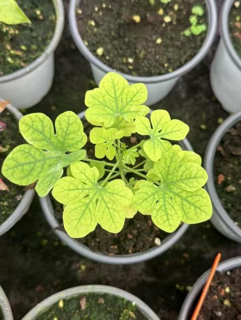 Adenia glauca TC | Seller's Choice, Hong Kong Collection