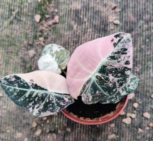 Alocasia 'Black Velvet Pink Variegated' TC | Seller's Choice, Hong Kong Collection