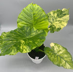 Alocasia macrorrhizos aurea variegata TC | Seller's Choice, Hong Kong Collection