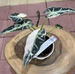 Alocasia 'Green Bambino Variegata' TC | Seller's Choice, Hong Kong Collection