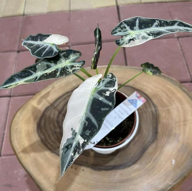 Alocasia 'Green Bambino Variegata' TC | Seller's Choice, Hong Kong Collection