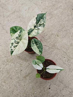 Alocasia sinuata albo variegata TC | Seller's Choice, Hong Kong Collection