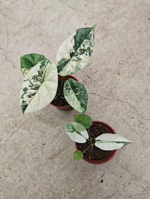 Alocasia sinuata albo variegata TC | Seller's Choice, Hong Kong Collection