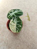 Alocasia reginula 'Ninja Albo Variegata' TC | Seller's Choice, Hong Kong Collection