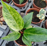Anthruium 'Renaissance' TC | Seller's Choice, Hong Kong Collection
