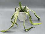 Anthurium Vittariifolium Variegated TC | Seller's Choice, Hong Kong Collection