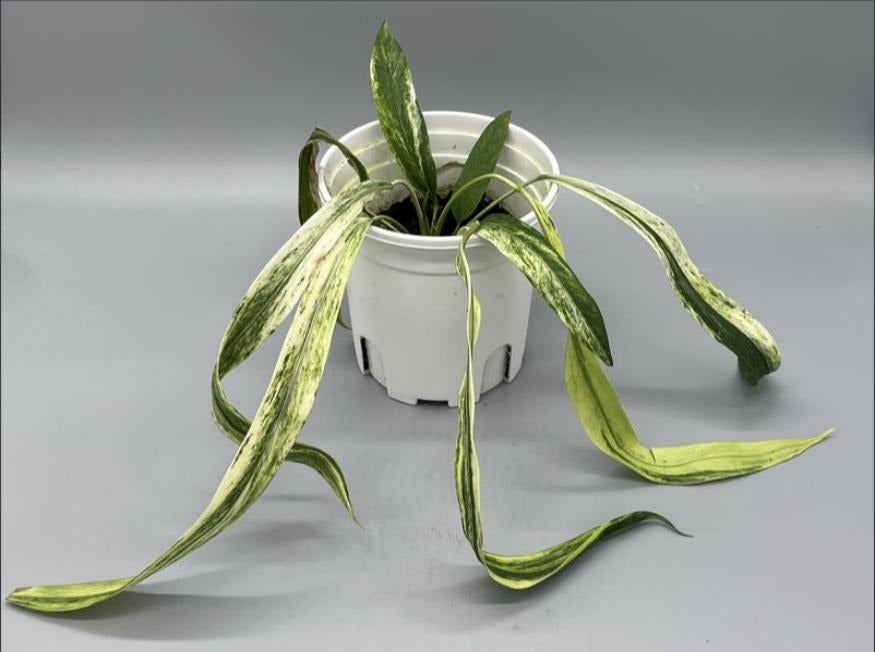 Anthurium Vittariifolium Variegated TC | Seller's Choice, Hong Kong Collection