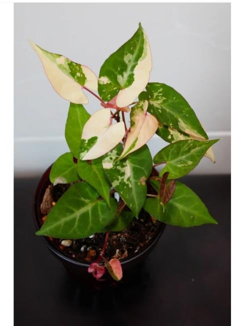 Fallopia multiflora var TC | Seller's Choice, Hong Kong Collection