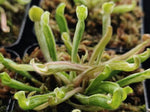 Heliamphora nutans 'aurea variegated' TC | Seller's Choice, Hong Kong Collection