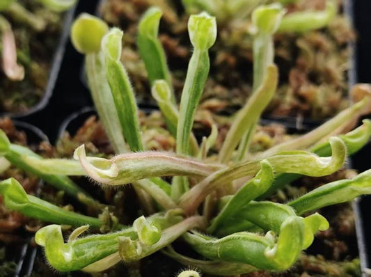 Heliamphora nutans 'aurea variegated' TC | Seller's Choice, Hong Kong Collection