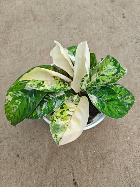Homalomena hoalisi/wallisii 'Camouflage' Albo Variegated TC | Seller's Choice, Hong Kong Collection