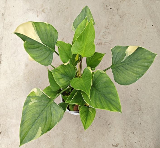 Homalomena Sunshine Gem variegated TC | Seller's Choice, Hong Kong Collection