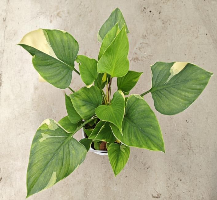 Homalomena Sunshine Gem variegated TC | Seller's Choice, Hong Kong Collection