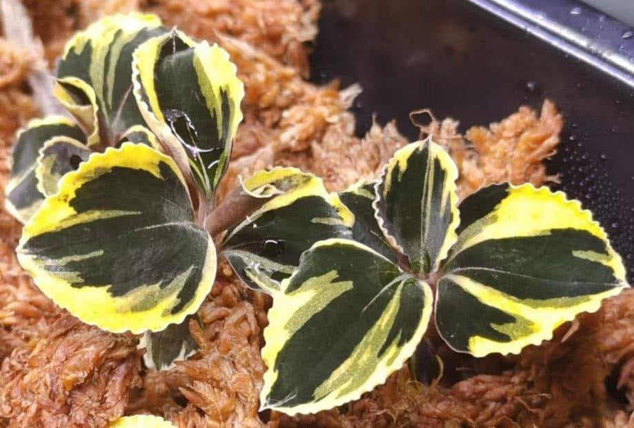 Anoectochilus 'Black Swan' aurea variegata TC | Seller's Choice, Hong Kong Collection