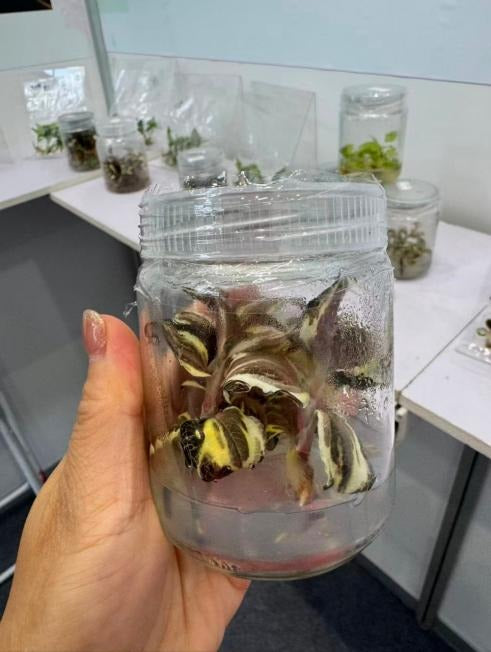 Anoectochilus Roxburghi Variegata TC | Seller's Choice, Hong Kong Collection