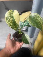 Monstera deliciosa mint TC | Seller's Choice, Hong Kong Collection