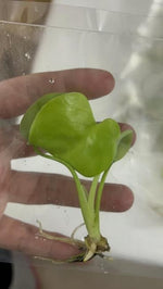 Monstera Lemon Lime (Full Cheese) TC | Seller's Choice, Hong Kong Collection
