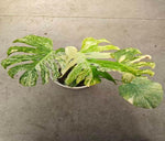 Monstera 'Thai Constellation' Creme Brulee TC | Seller's Choice, Hong Kong Collection