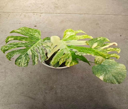 Monstera 'Thai Constellation' Creme Brulee TC | Seller's Choice, Hong Kong Collection