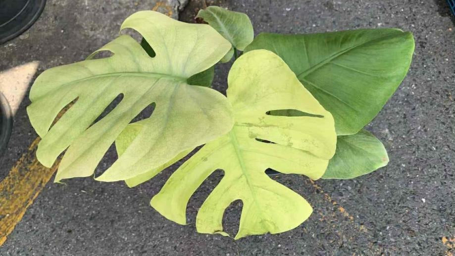 Monstera Blue Mint TC | Seller's Choice, Hong Kong Collection