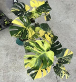 Monstera Deliciosa Lemon Pom Pom TC | Seller's Choice, Hong Kong Collection