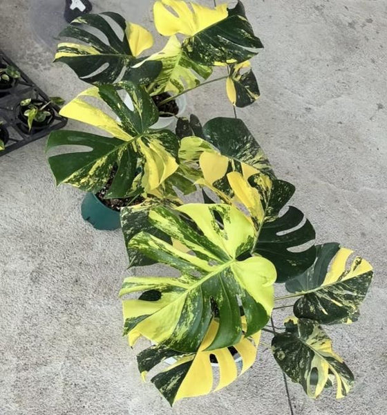 YM763 Lemon Pom Pom モンステラ レモンポンポン モンステラ Monstera Deliciosa Lemon Pom Pom Tissue Culture – Plants Without