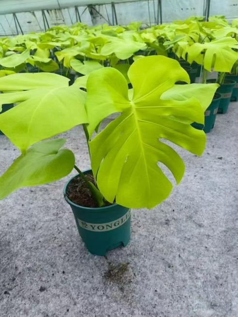 Monstera deliciosa 'Triple Yellow' TC | Seller's Choice, Hong Kong Collection