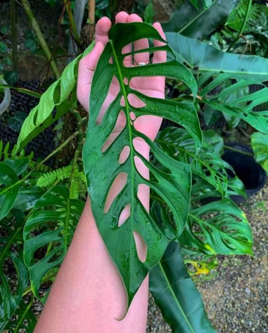 Monstera Napo TC | Seller's Choice, Hong Kong Collection
