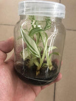 Musa varigated/Banana Musa Aeae TC | Seller's Choice, Hong Kong Collection