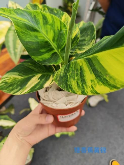 Musa dwarf Aurea Variegated TC | Seller's Choice, Hong Kong Collection