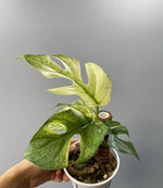Rhaphidophora 'Tetrasperma Variegata' TC | Seller's Choice, Hong Kong Collection