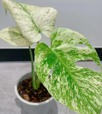 Monstera 'Electrolight' TC | Seller's Choice, Hong Kong Collection