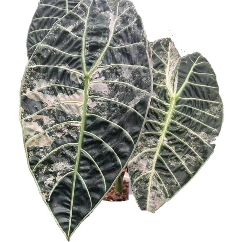 Alocasia watsoniana Pink Variegated TC | Seller's Choice, Hong Kong Collection