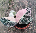 Alocasia reginula 'Black Velvet' Pink Variegated TC | Seller's Choice, Hong Kong Collection