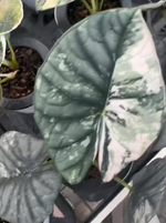 Alocasia 'Nebula' Albo Variegated TC | Seller's Choice, Hong Kong Collection