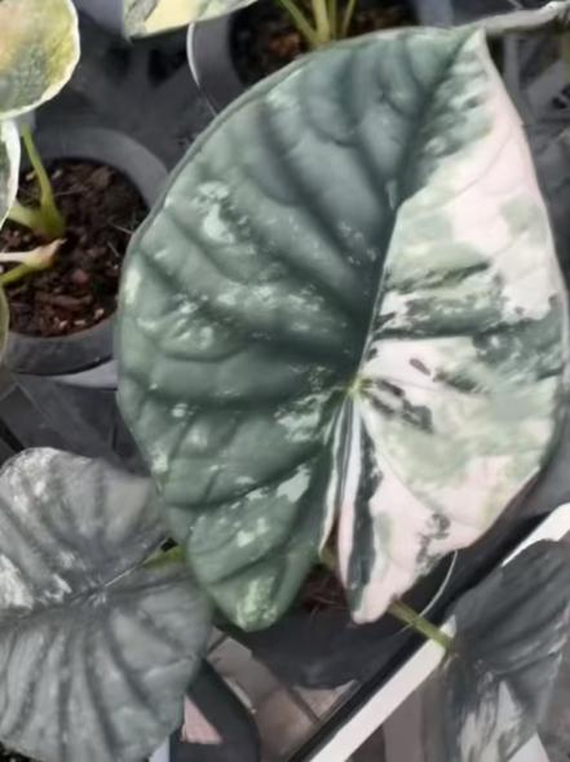 Alocasia 'Nebula' Albo Variegated TC | Seller's Choice, Hong Kong Collection