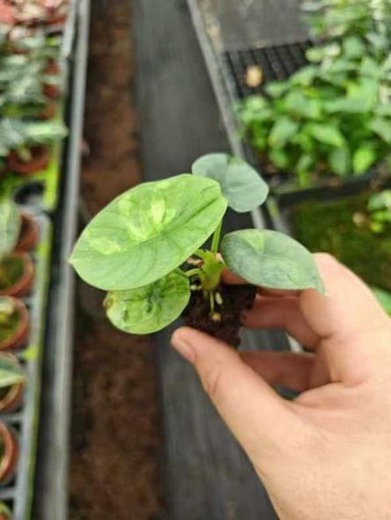 Alocasia 'Silver Nebula' Mint Variegated TC | Seller's Choice, Hong Kong Collection
