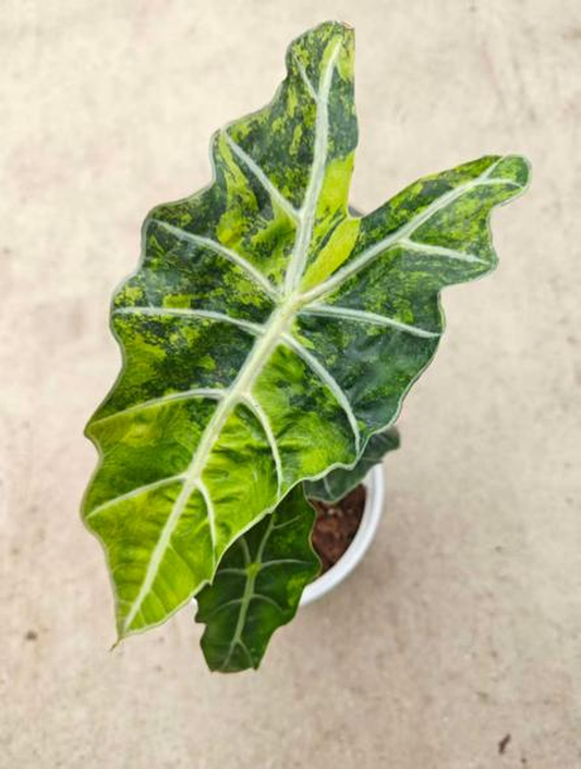 Alocasia 'Polly' Aurea Variegated TC | Seller's Choice, Hong Kong Collection