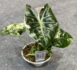 Alocasia 'Nairobi Nights' Aurea Variegated TC | Seller's Choice, Hong Kong Collection
