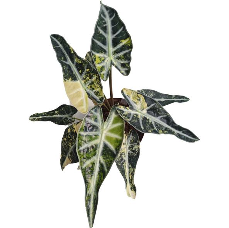 Alocasia 'Sabrina' Aurea Variegated TC | Seller's Choice, Hong Kong Collection