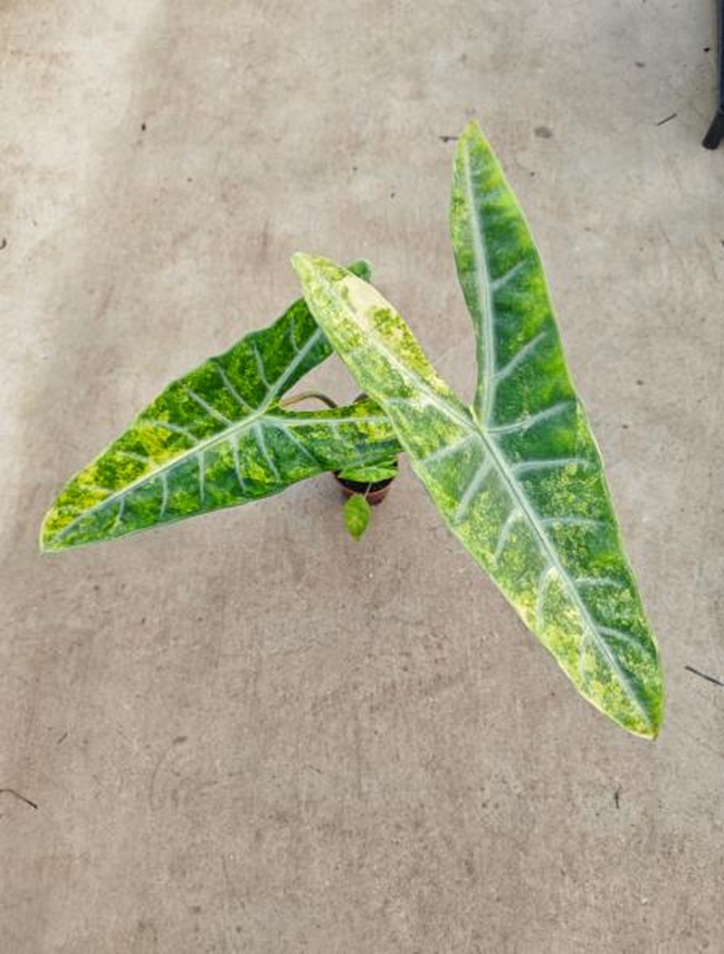 Alocasia longiloba sp. Aurea Variegated TC | Seller's Choice, Hong Kong Collection