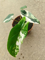 Alocasia 'Scalprum' Albo Variegata TC | Seller's Choice, Hong Kong Collection