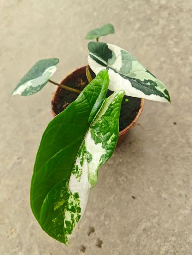 Alocasia 'Scalprum' Albo Variegata TC | Seller's Choice, Hong Kong Collection