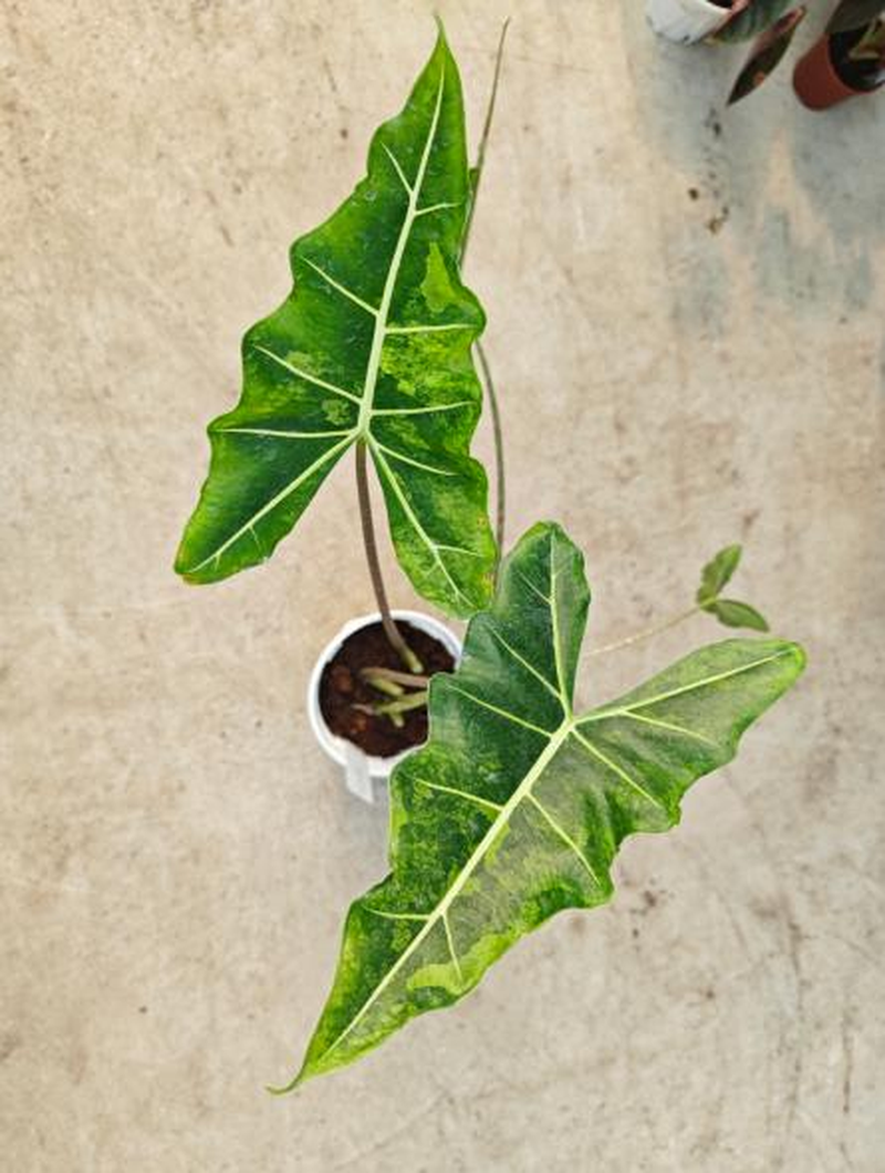 Alocasia Sarian Aurea Var TC | Seller's Choice, Hong Kong Collection