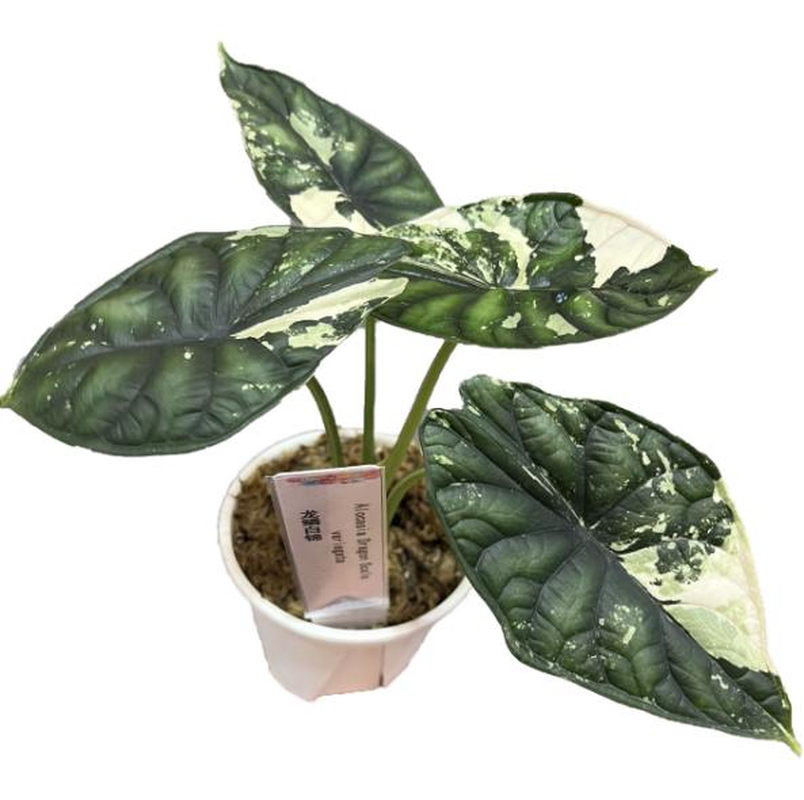 Alocasia 'Dragon Scale Albo Variegata' TC | Seller's Choice, Hong Kong Collection