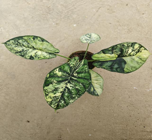 Alocasia 'Dragon Scale' Aurea Variegated TC | Seller's Choice, Hong Kong Collection