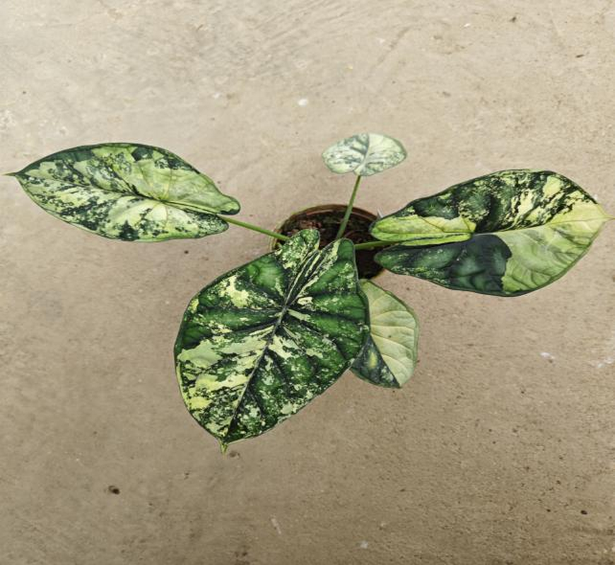 Alocasia 'Dragon Scale' Aurea Variegated TC | Seller's Choice, Hong Kong Collection