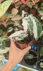 Alocasia 'Polly' Pink Variegated TC | Seller's Choice, Hong Kong Collection