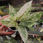 Anthurium bonplandii Variegated TC | Seller's Choice, Hong Kong Collection