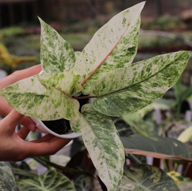 Anthurium bonplandii Variegated TC | Seller's Choice, Hong Kong Collection